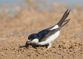 Huiszwaluw, Common House Martin, Delichon urbicum