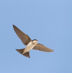 Huiszwaluw, Common House Martin, Delichon urbicum