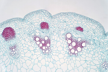 Dicot plants stem show plant vascular tissue under light microscope view.