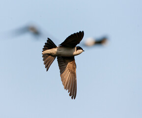 Huiszwaluw, Common House Martin, Delichon urbicum