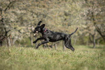Deutsche Dogge