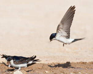 Huiszwaluw, Common House Martin, Delichon urbicum