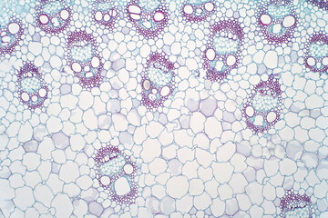 Monocot plants stem show plant vascular tissue under light microscope view.