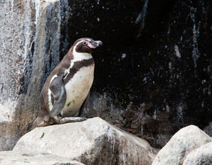 Naklejka premium Humboldt Penguin, Spheniscus humboldti