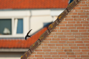 Gierzwaluw, Common Swift, Apus apus