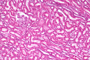 Histology of human kidney tissue under light microscope view for education.