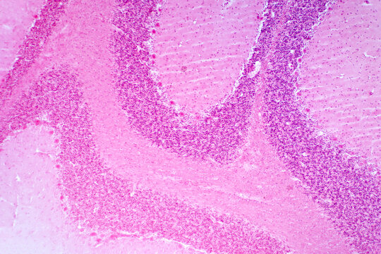 Cerebellum cross section tissue under the light microscope.