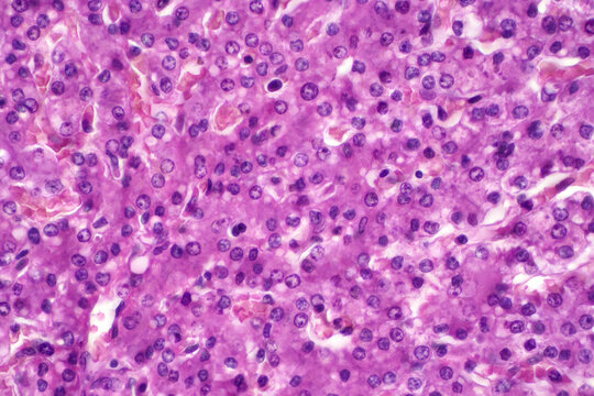 Hepatocyte is cell of the main parenchymal tissue of the liver under the light microscope.