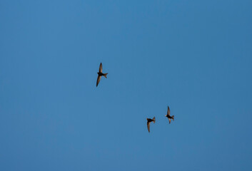 Gierzwaluw, Common Swift, Apus apus