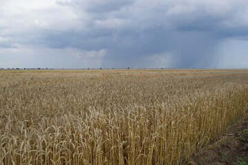 View of a field of ripe wheat against a stormy sky.