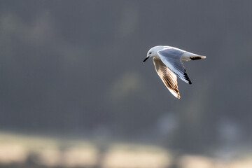 Black-billed Gull, Chroicocephalus bulleri
