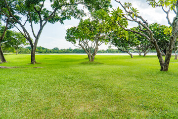Fototapeta na wymiar Beautiful park scene in public park with green grass field, green tree plant and cloudy blue sky. Green park and tree in the garden with sunlight background. exercise and relax.