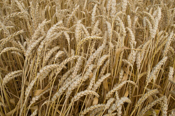 Ripe golden ears of wheat.