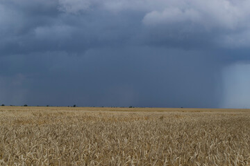 A thundercloud with rain over a wheat field.