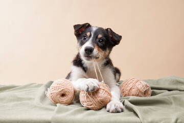 puppy playing with a clew. Dog border collie