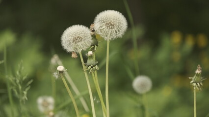 Dandelions with long stems