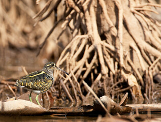 Goudsnip, Common Greater Painted-snipe, Rostratula benghalensis