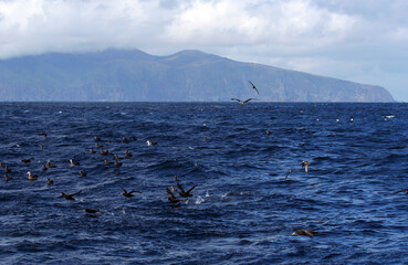 Zeevogels voor Gough Island; Seabirds in front of Gough Island