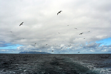 Wolk van zeevogels bij Gough; Clouds of seabirds with Gough island in the background