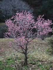 Obraz premium Nishiyama Village of 