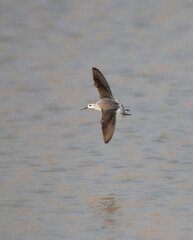Grote Franjepoot, Wilson's Phalarope, Steganopus tricolor