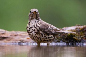 Grote Lijster, Mistle Thrush, Turdus viscivorus