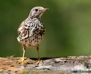 Fototapeta premium Grote Lijster, Mistle Thrush, Turdus viscivorus