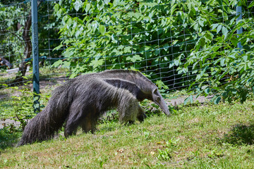 Giant anteater on a tour of the zoo