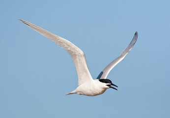 Grote stern, Sandwich Tern, Sterna sandvicensis