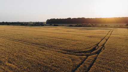 Wheat crop field Sunset Landscape