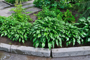 Several bushes of narrow leaves hosta (Hosta lancifolia) in the garden. Ornamental shade tolerant plant for landscape design of park or garden. Beautiful decorative bushes for gardening
