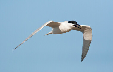 Obraz premium Grote stern, Sandwich Tern, Sterna sandvicensis