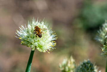 a bee and a Dagestan onion blooms beautifully