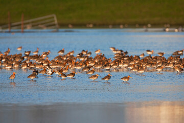 Grutto, Black-tailed Godwit, Limosa limosa