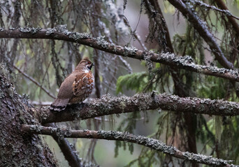 Hazelhoen, Hazel Grouse, Tetrastes bonasia