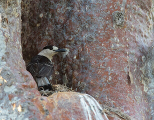 Haaksnavelvanga, Hook-billed Vanga, Vanga curvirostris