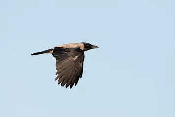 Fotobehang Bonte Kraai, Hooded Crow, Corvus cornix © AGAMI