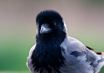 Bonte Kraai, Hooded Crow, Corvus cornix
