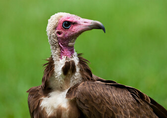 Kapgier, Hooded Vulture, Necrosyrtes monachus