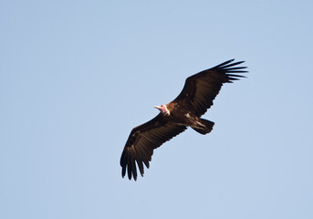 Kapgier, Hooded Vulture, Necrosyrtes monachus