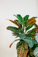 Fototapeta premium A beautiful home plant in a pot. Indoor plant croton with lush green leaves. Home plant concept