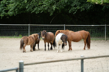 Gruppe von Pony's