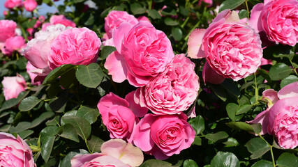 The blossoms of a pink rose shrub in summer 