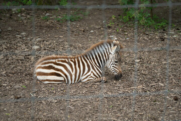 Zebra im Zoo liegend