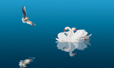 Two swans swiming together in calm blue water - Black and White swan   - Black and White swan with reflection on water 