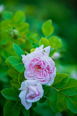 nice flowers in the garden