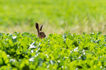 Norfolk brown Hare in the beet field