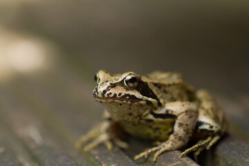 frog on the ground