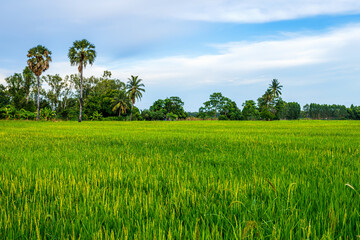 Scenic view landscape of Rice field green grass with field cornfield or in Asia country agriculture harvest with fluffy clouds blue sky sunset evening background.