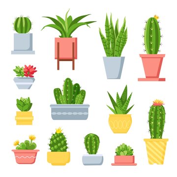 Cactus and succulents. Cute cartoon cacti in pots. Mexican exotic home plant with spines and flowers. Decorative garden succulent vector set
